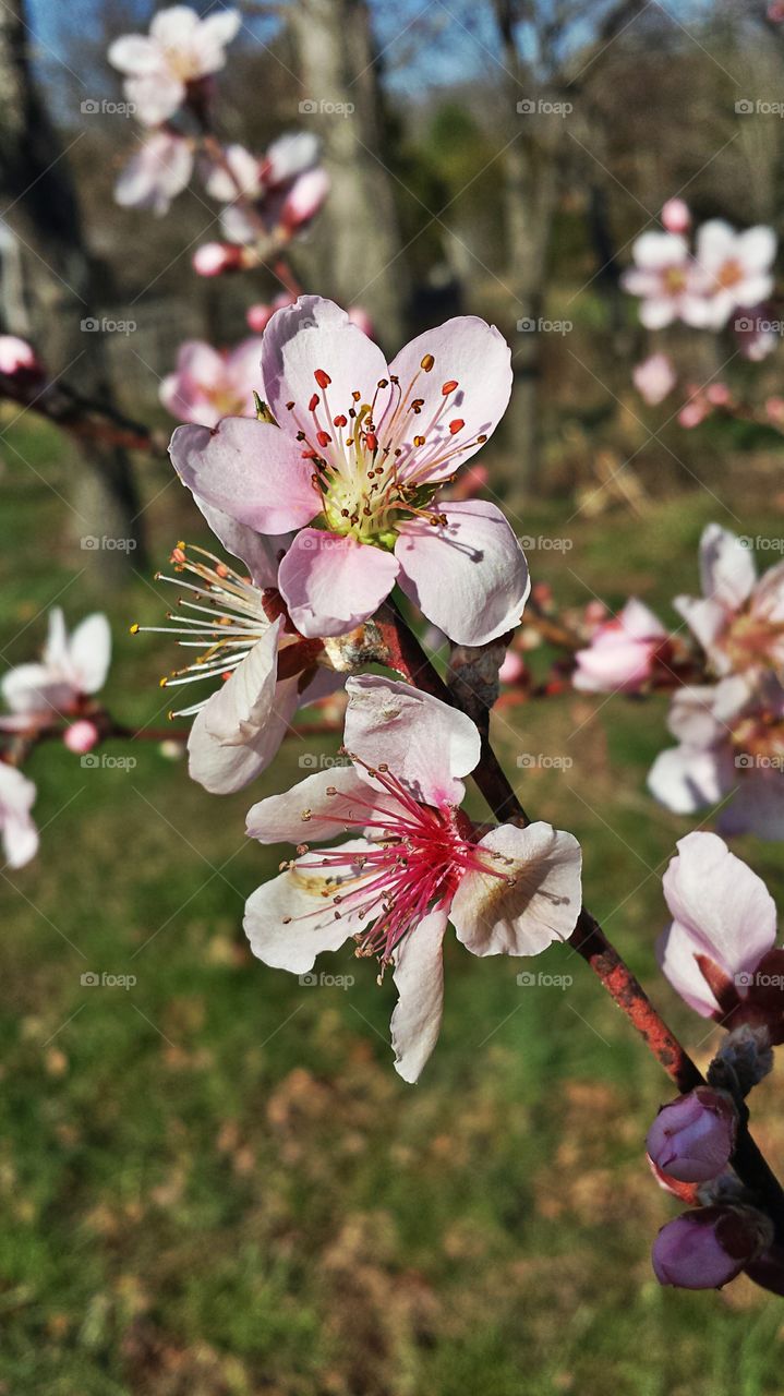 Peach Blossom