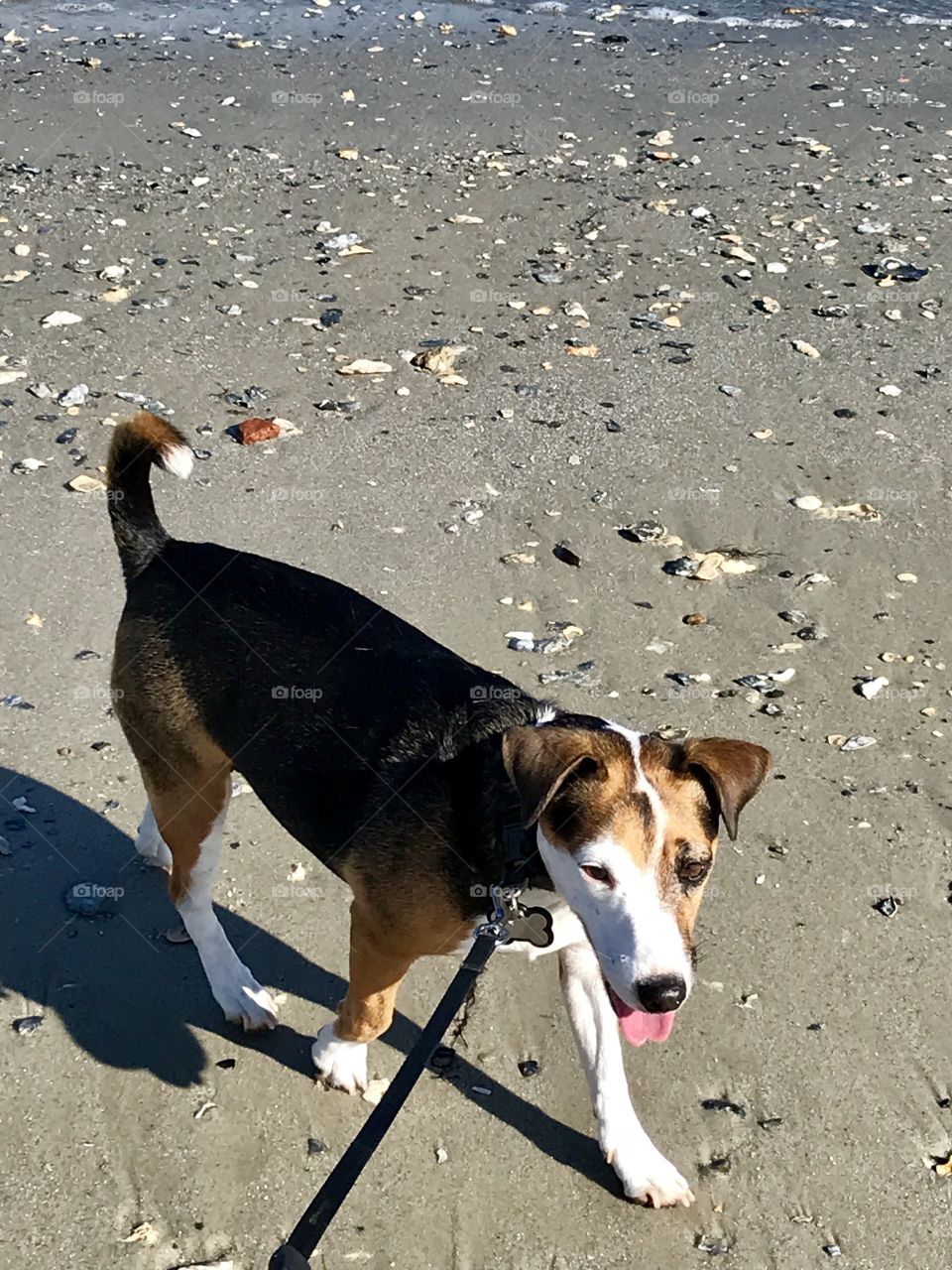 A pups walk on the beach