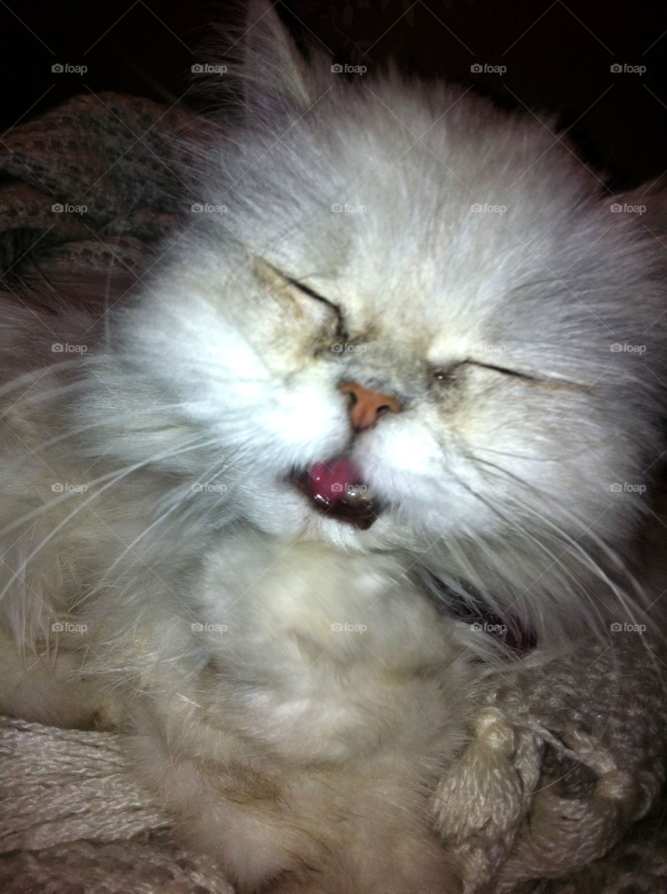 katt sleeping mammals animals by ka71