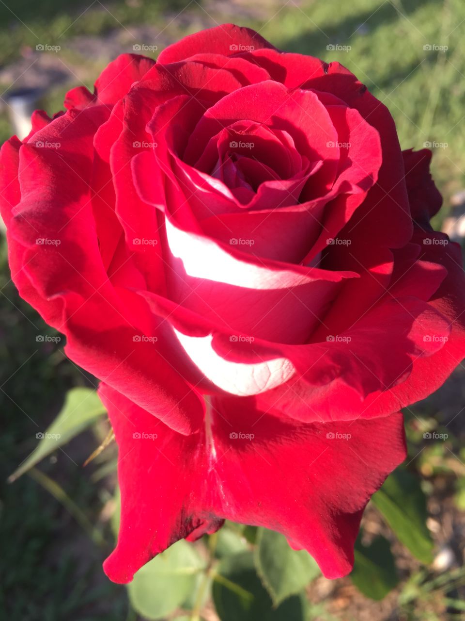 🌺Fim de #cooper!
Suado, cansado e feliz, alongando e curtindo a beleza das #flores.
E esse botão #vermelho com o #branco mesclado? Que #rosa maravilhosa!