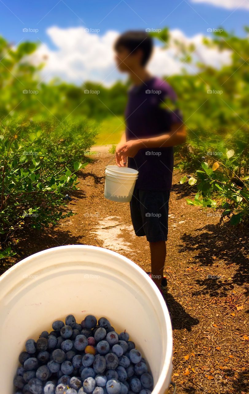 Picking Fresh Blueberries