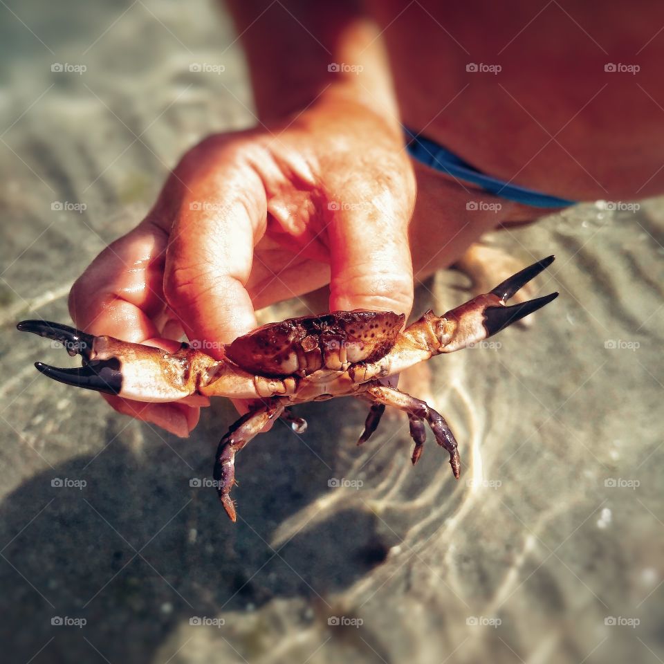 Sea crab. The hand holds the crab