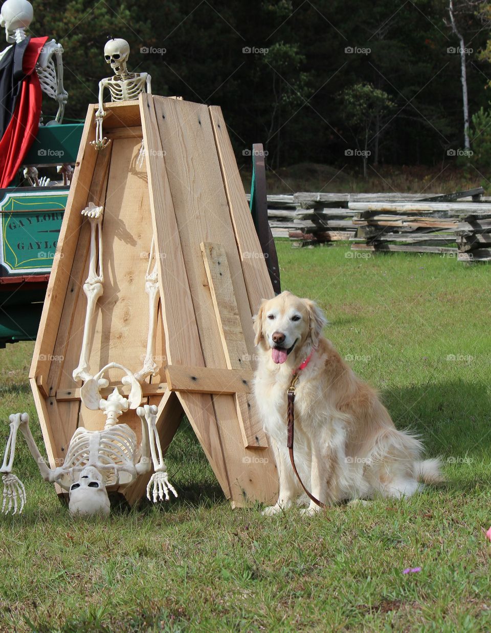 spooky Halloween display, skeletons and a coffin