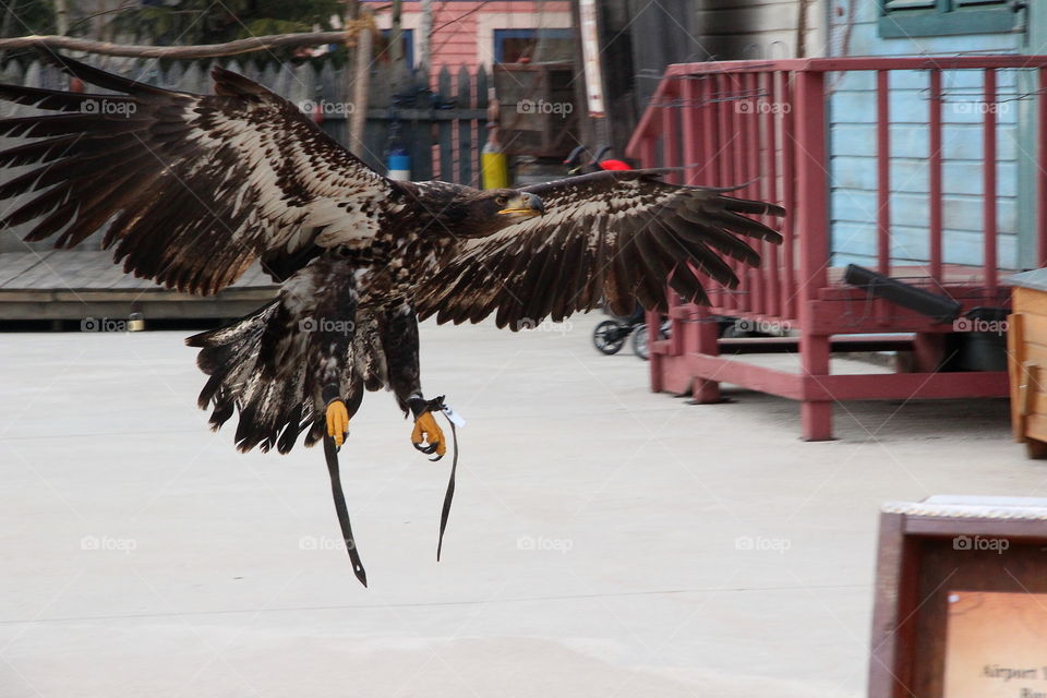 eagle. eagle landing on snow