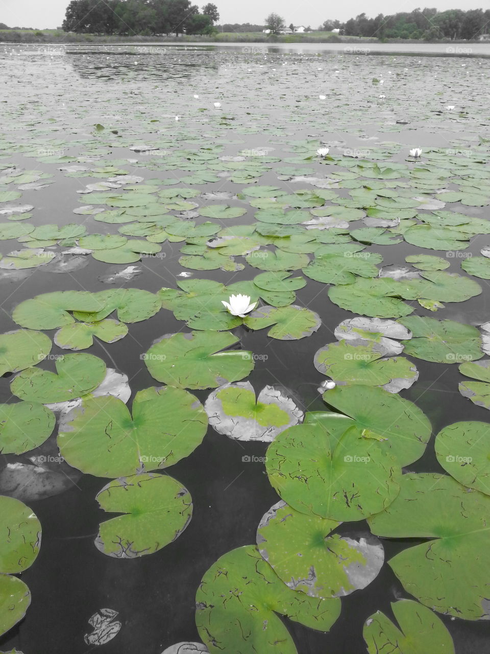 Lily pads. looking for some bass to catch.