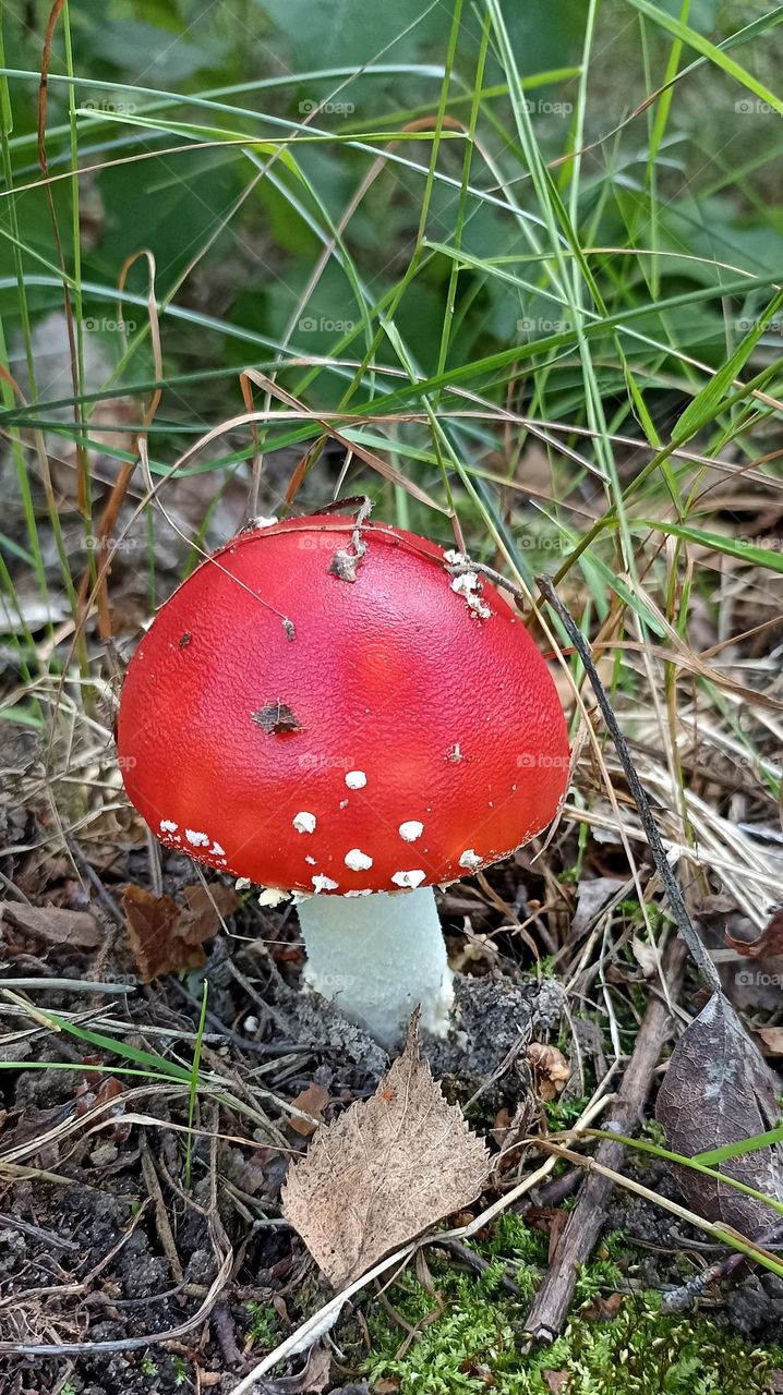 magic mushrooms beautiful texture background