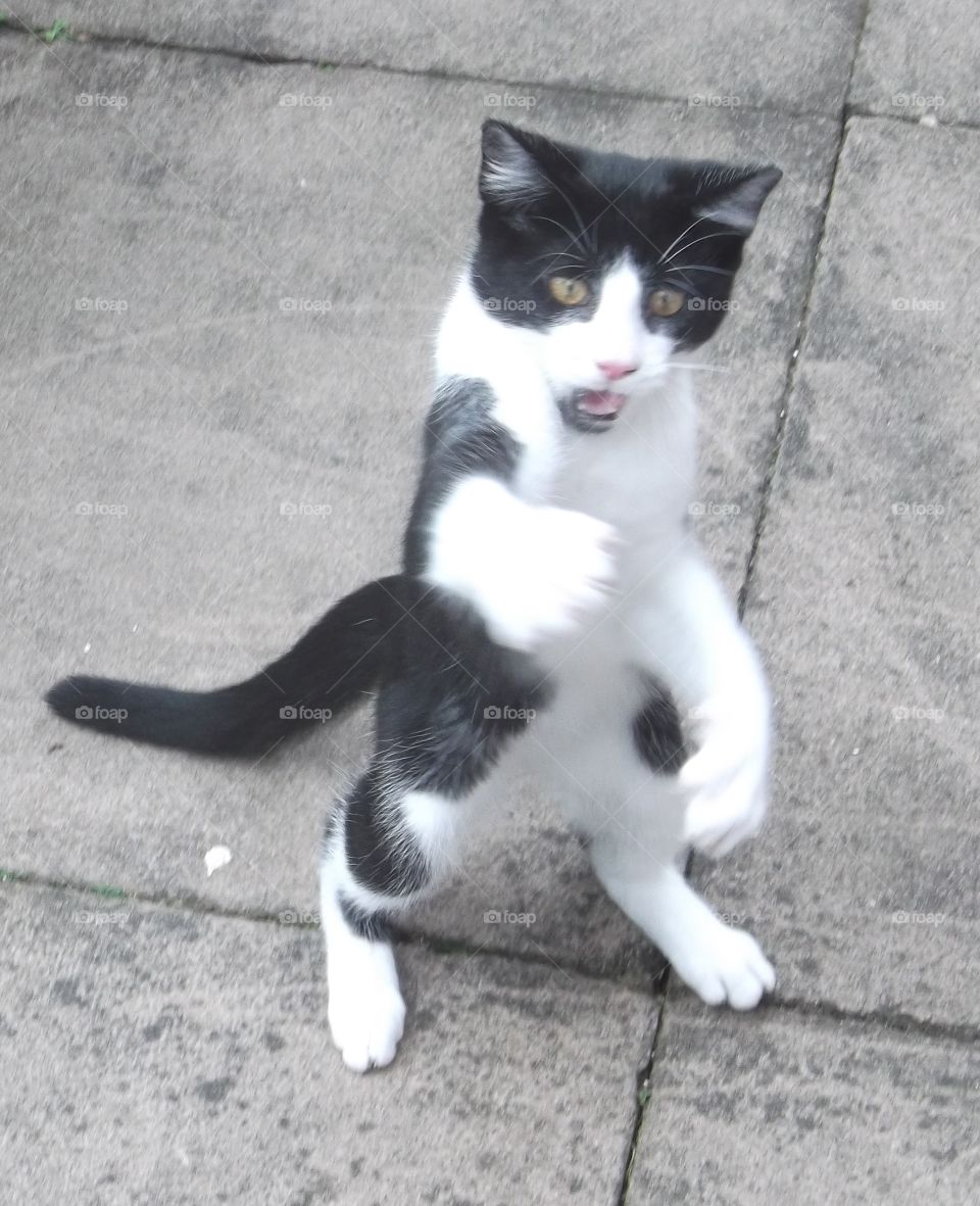 Funny boxing kitten