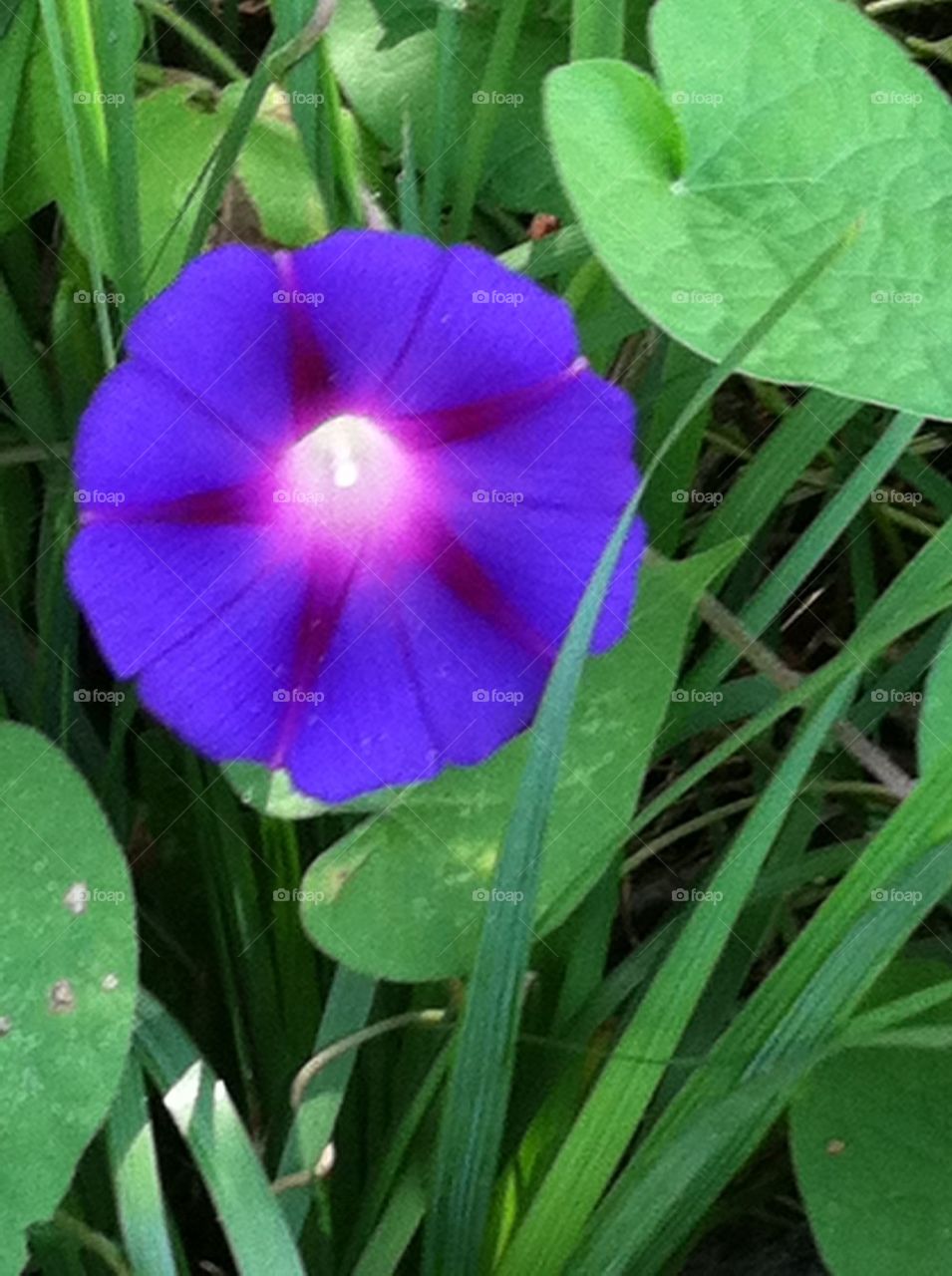 Purple Star Flower