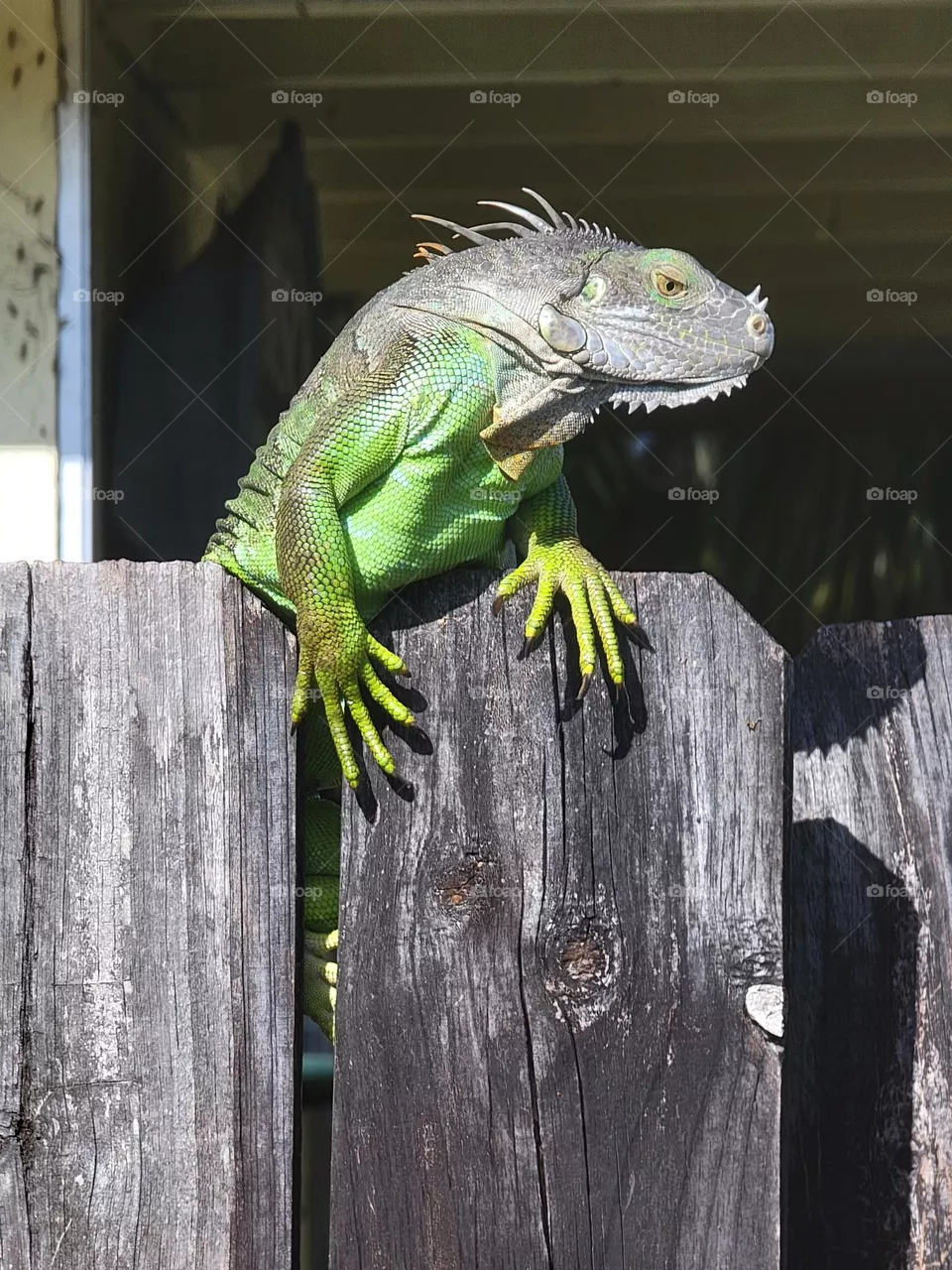 Florida Iguana peeking over a fence.