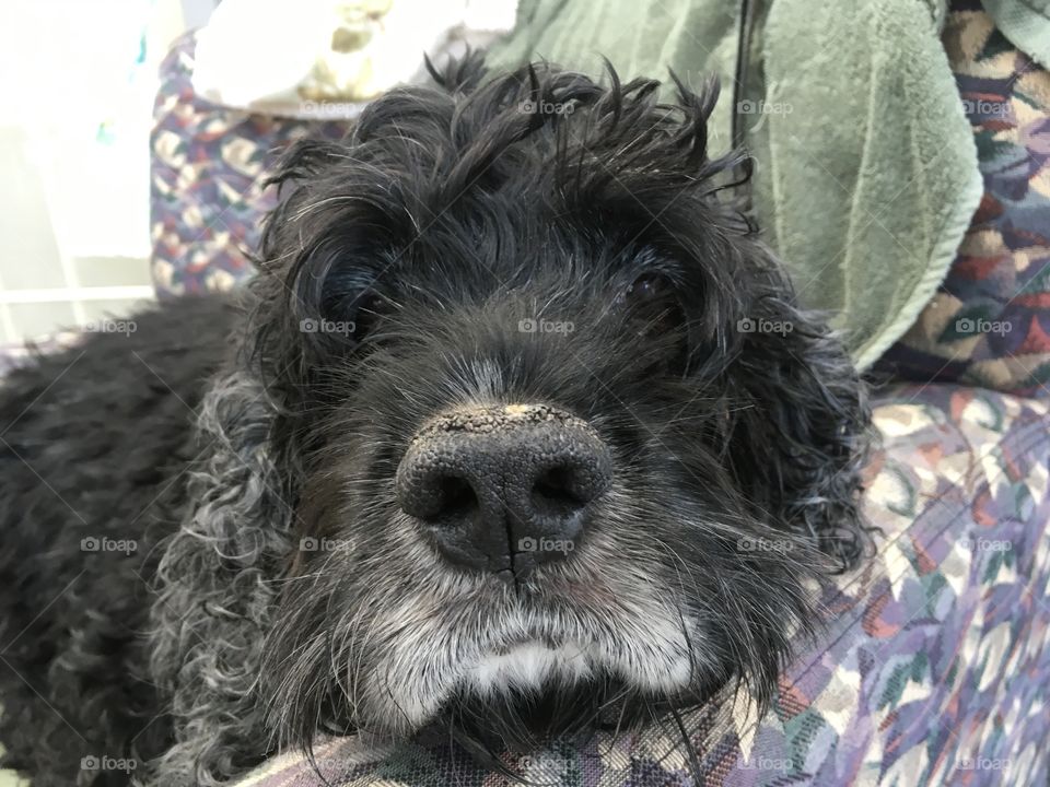 Barkley, 12 years old, Crocker Spaniel
Surrendered by owners to be euthanized.
Shelter saved him and now Barkley resides at a rescue organization.
Lounging in a sofa chair after a much needed bath. Super sweet. Barkley doesn’t have a tail, but wiggles his bottom when he is excited! He loves people and just wants be loved back.