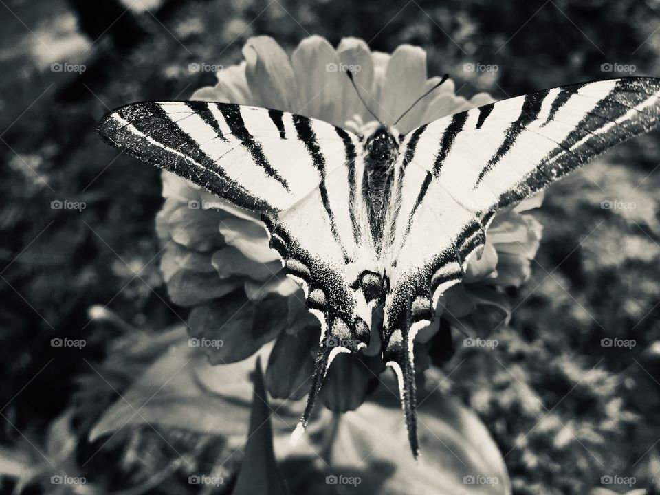 Бабочка 🦋