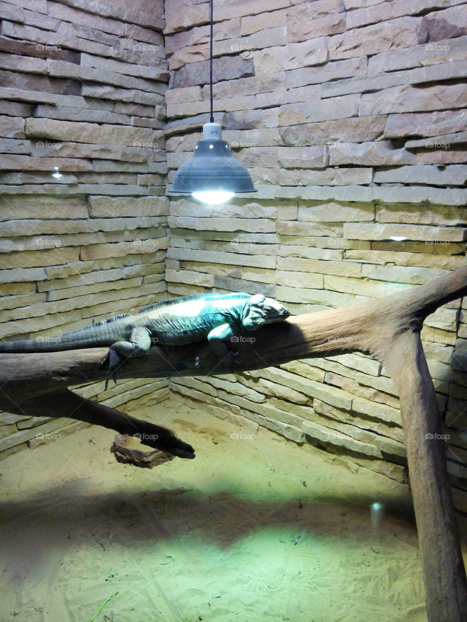 Iguana. Rare zoo