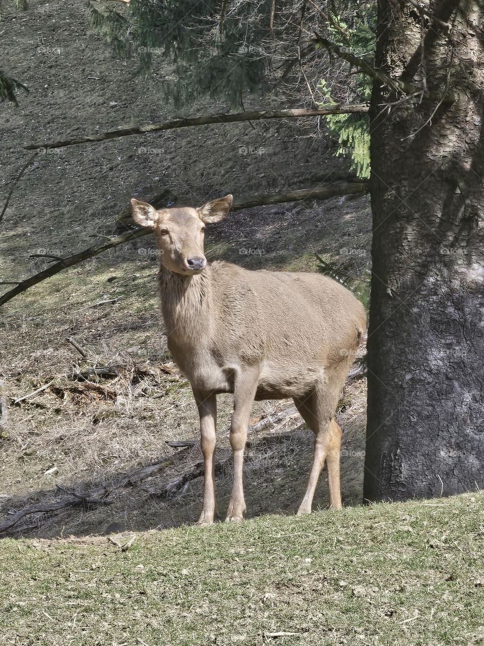 The Call of the Green Forest