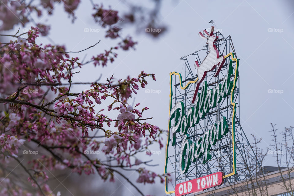 Spring cherry blossoms blooming in Portland Oregon 