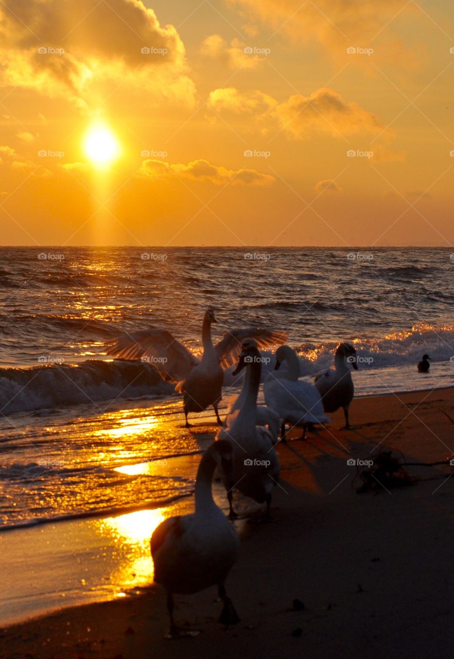 Swans at the sunrise sea 