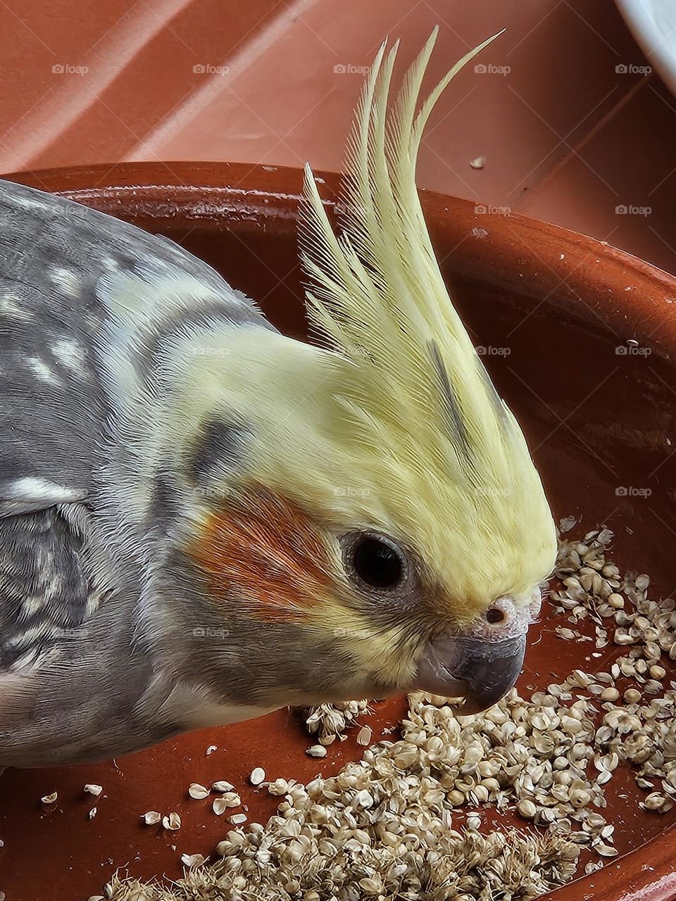 cockatiel