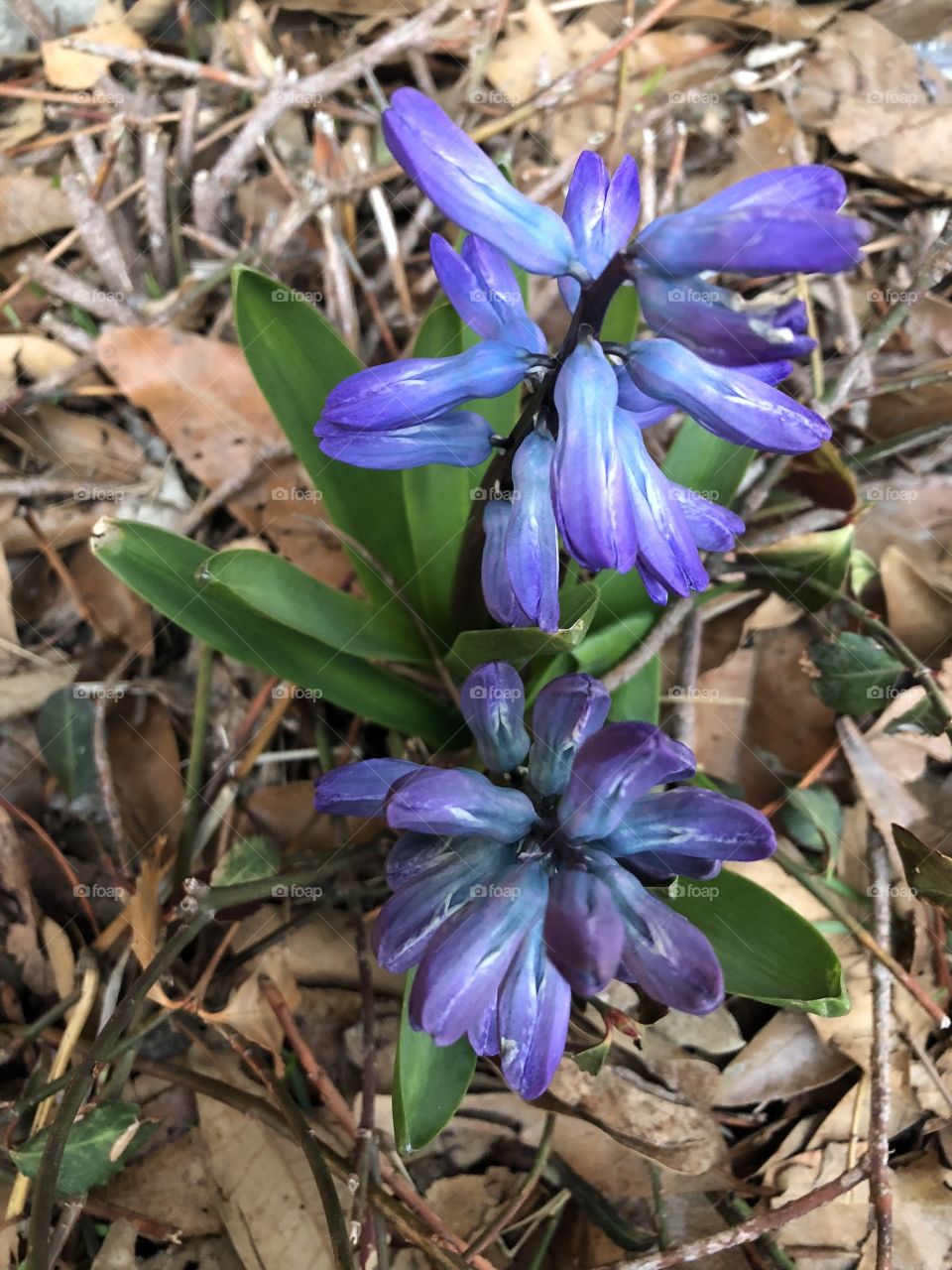 Spring, March, 2018, Late, Late Spring, flower, flowers, floral, plant, leaves, leaf, green, blue, white, purple, brown, ground, clutter, cheer, cheery, signs, sign, signs of spring, first, first flowers, first signs of spring, MO, Missouri