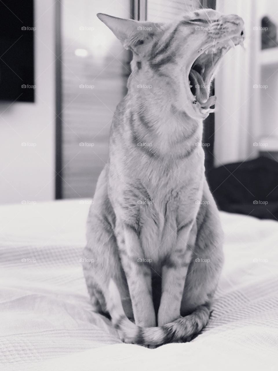 Yawning cat