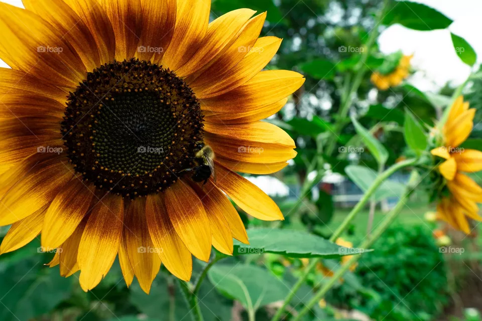 Sunflower