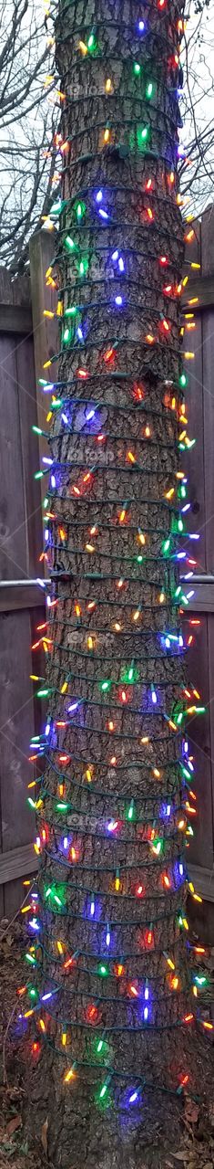 Christmas lights around a tree