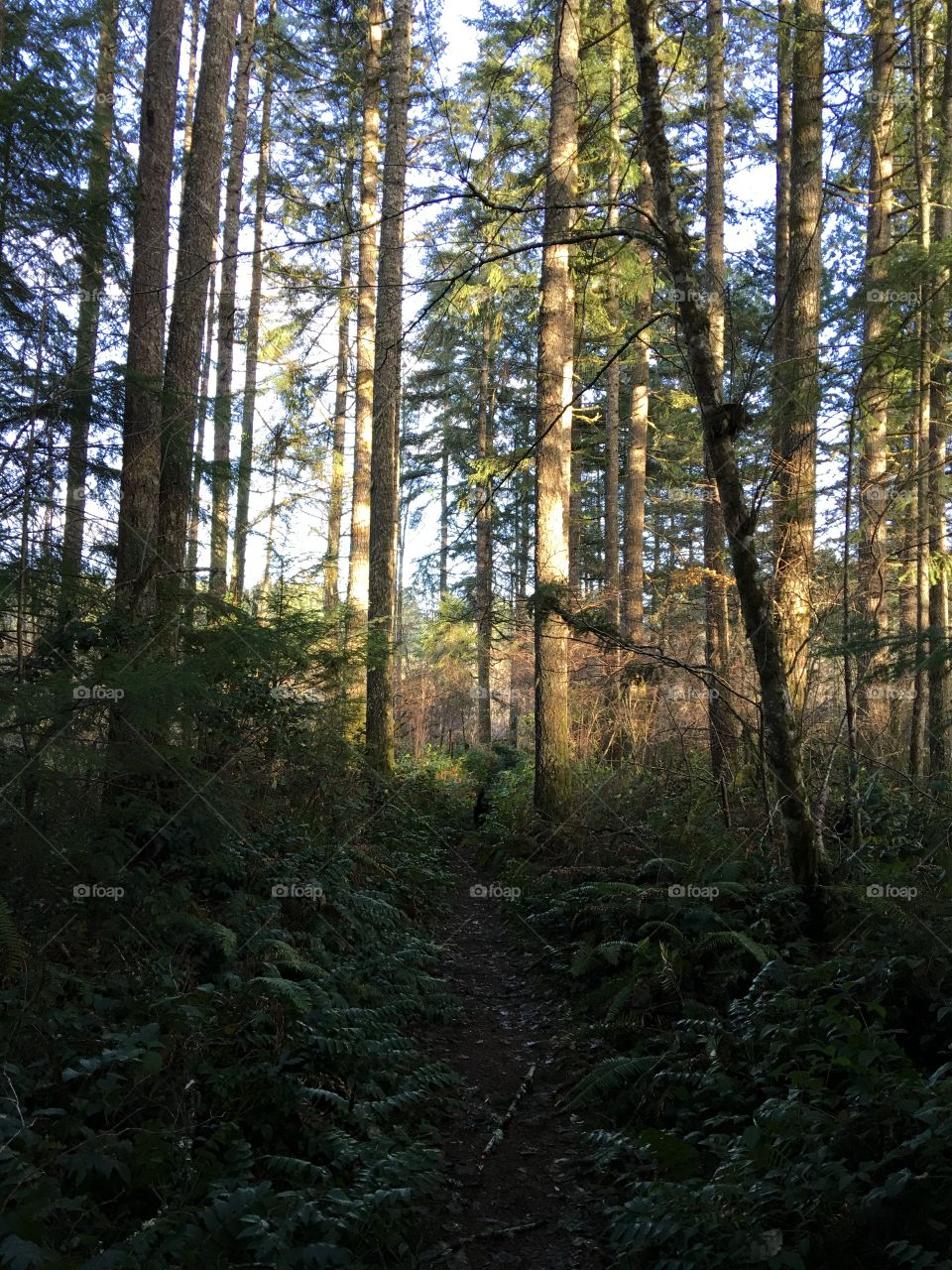 Sun highlights the trees along a narrow path surrounded by ferns. 