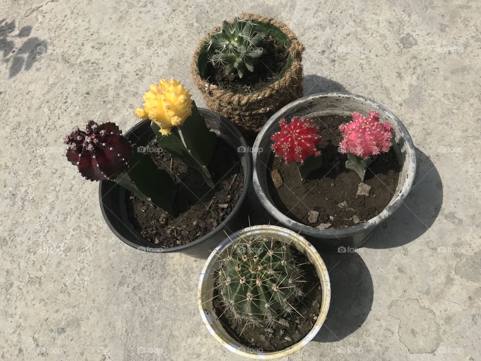 Mix moon cactus 