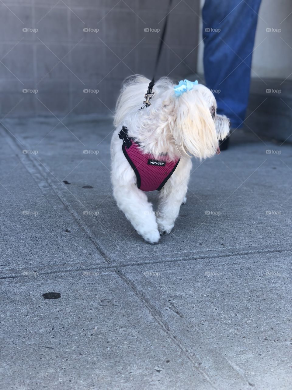 Side portrait profile of a Female Maltese dog on a bright summer day. The dog was walking towards her owner during the shot. She was extremely content. Image was shot in the city of Yonkers, New York.