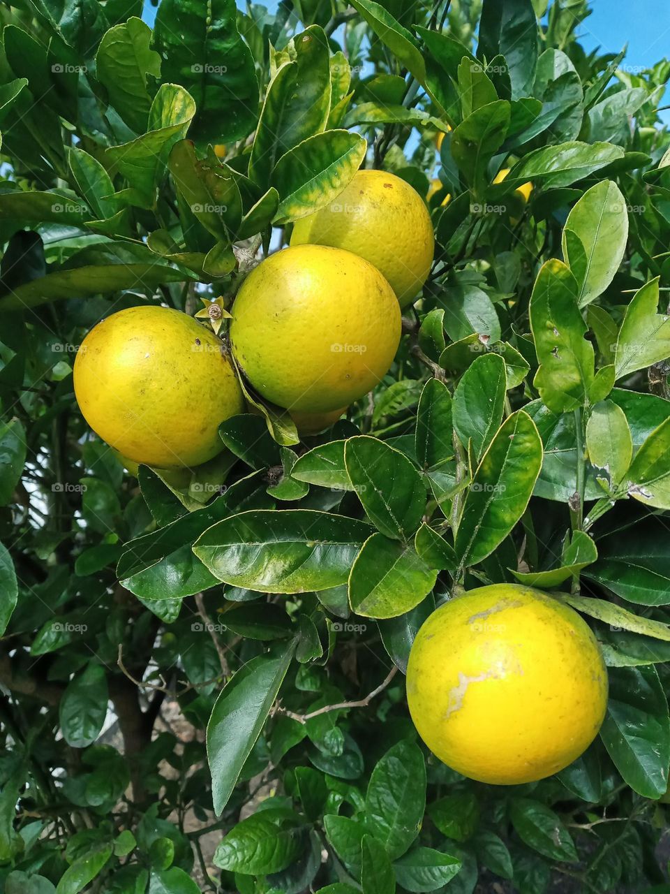 Capture the Power of Complementary Colors