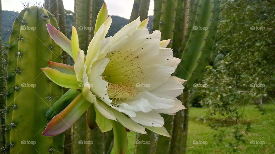 FLOWER, FLOR, BLUMEN.