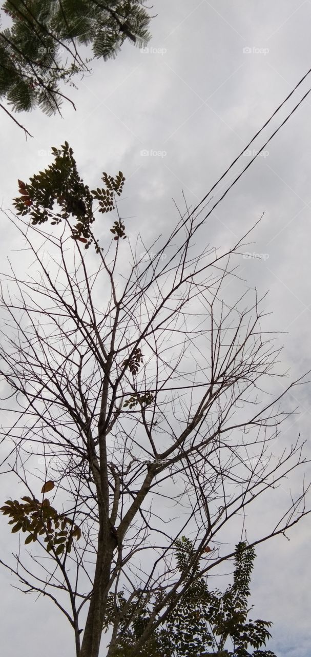 Mahogany trees fall in summer