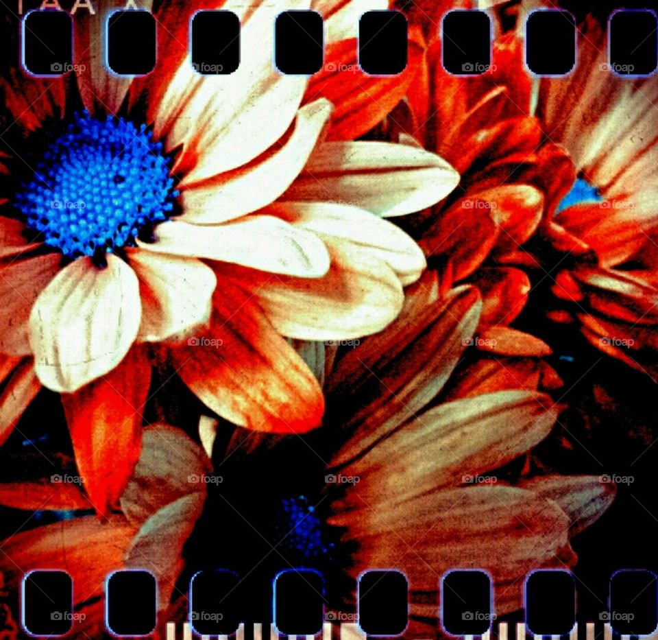 lighting effects. gator fans...