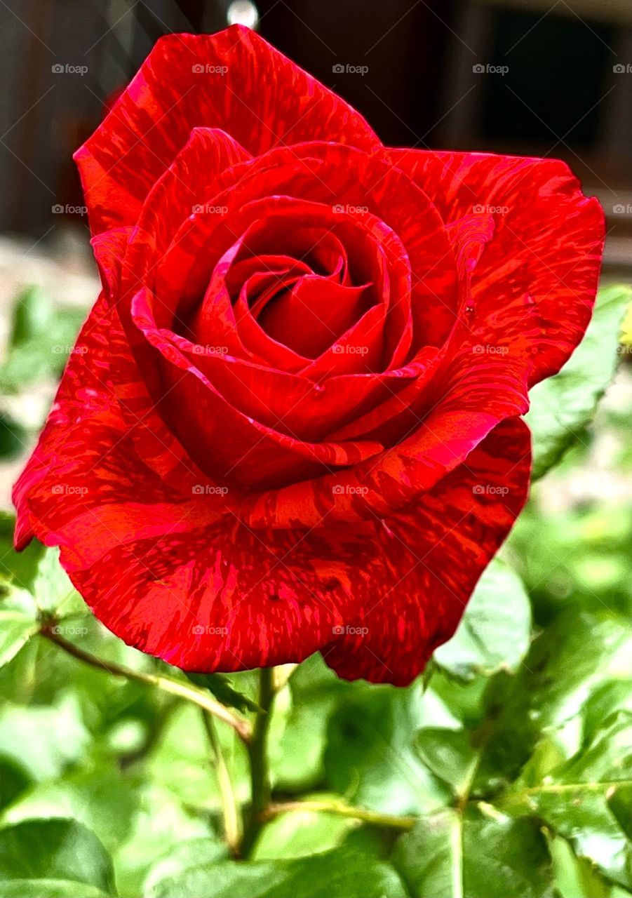 The photo shows a gorgeous red rose. Rich red rose petals, like velvet, radiate sophistication and passion.