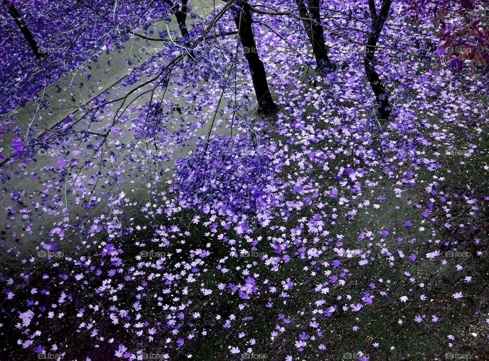 Flower, No Person, Nature, Season, Flora