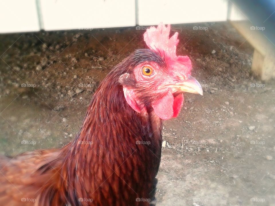 Poser. My chicken friend next door posing for a moment.