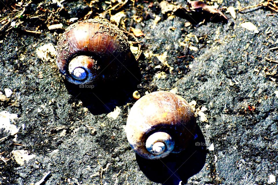 Twin snails