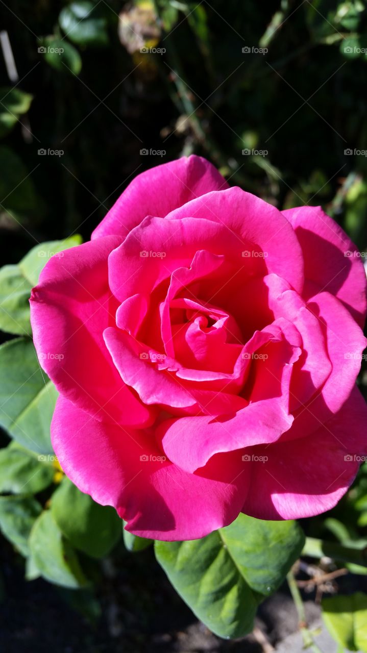 Pink Rose