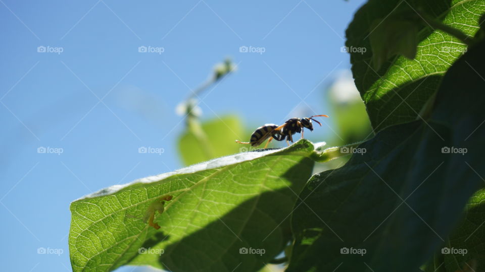 Paper wasp