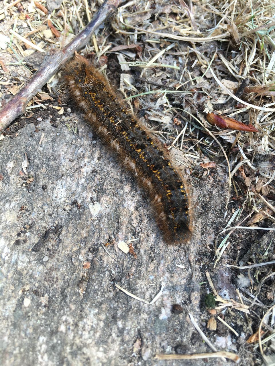 Nature, Insect, Outdoors, Closeup, Worm