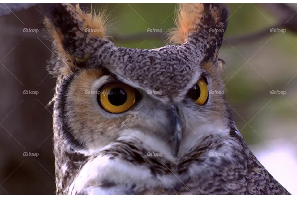 owl