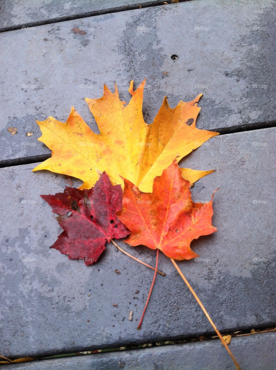 Three Fall Leaves