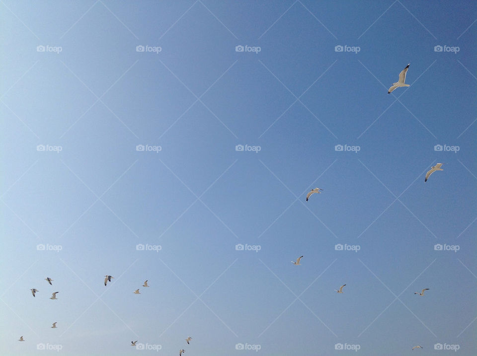 sky birds fly seagull by majamaki