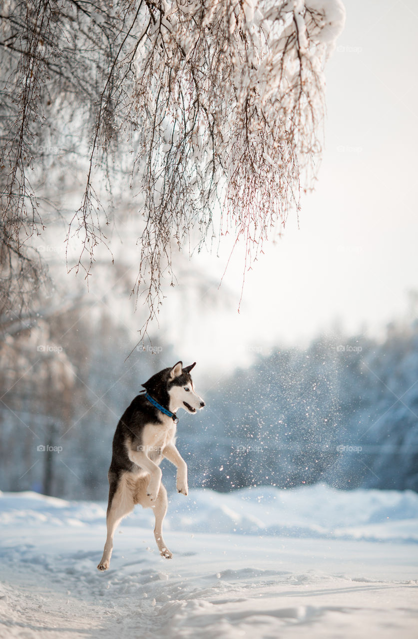 Walking with husky in winter park at sunny cold day