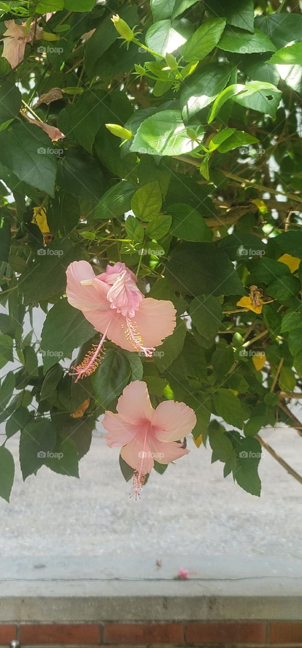 Pink hibiscus blooms