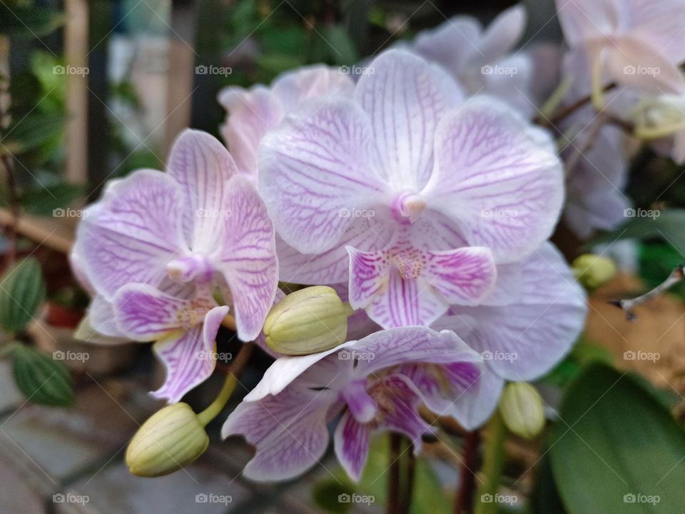 Phalaenopsis
