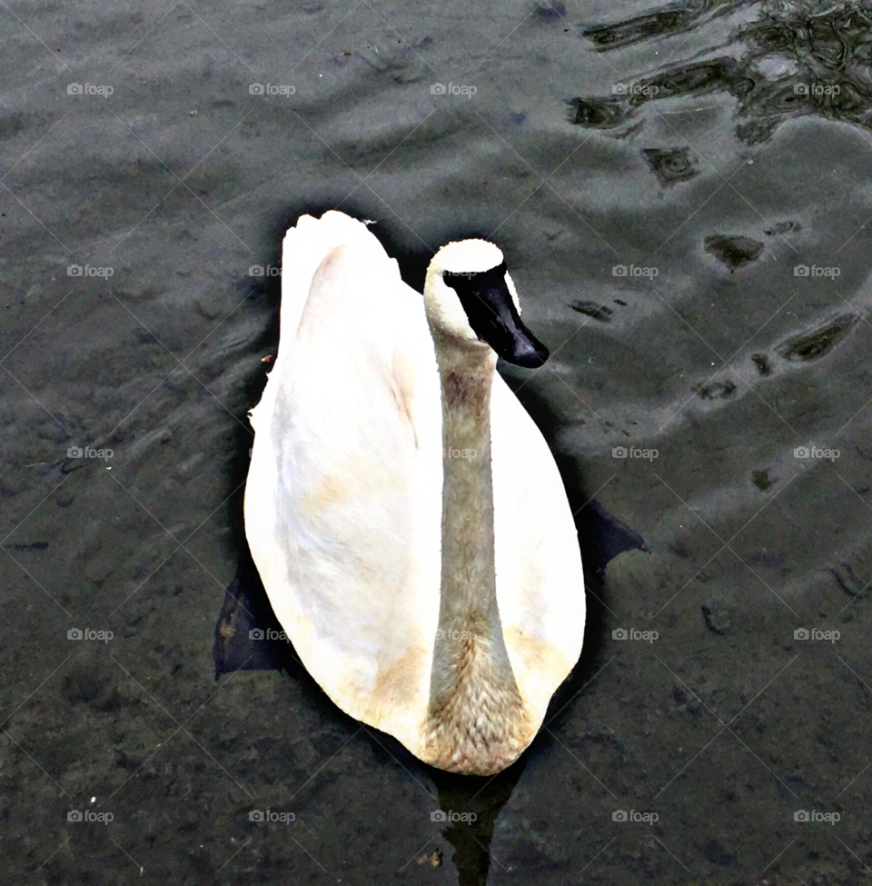 Beautiful swan 