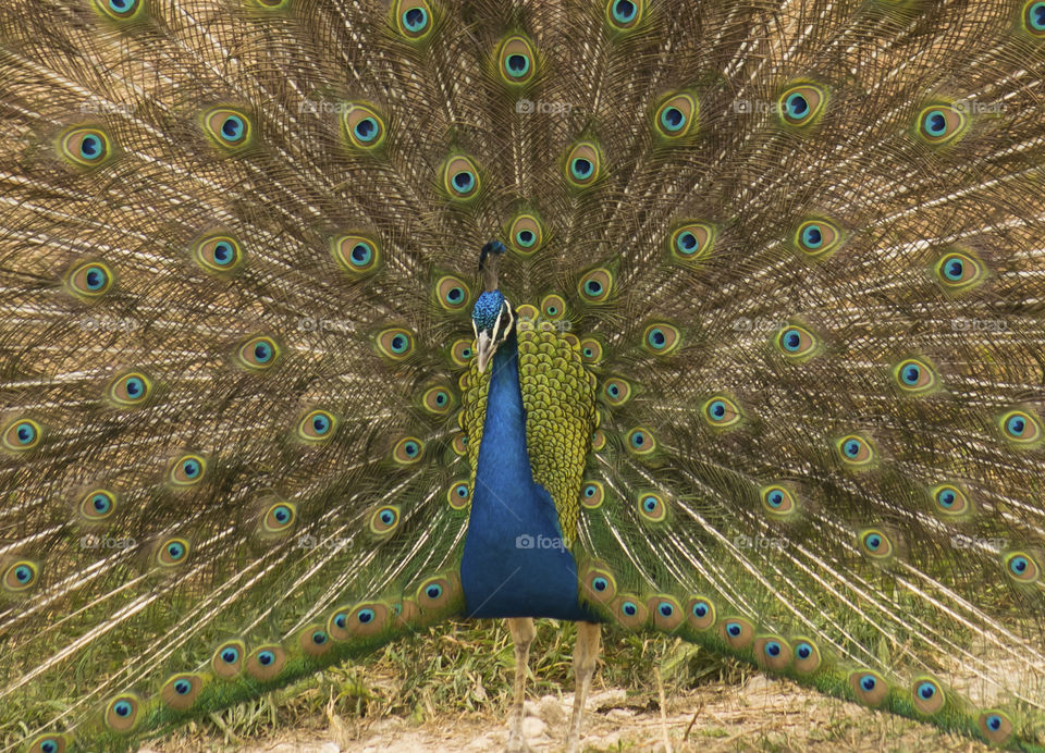Detail of peacock
