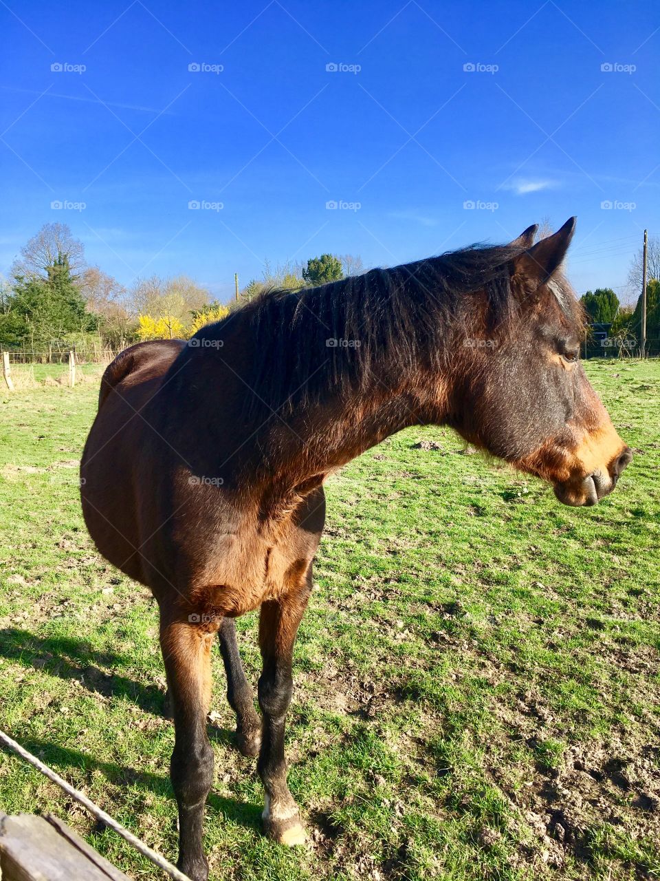 The suburb of Hamburg. Fields. Horses.Spring.