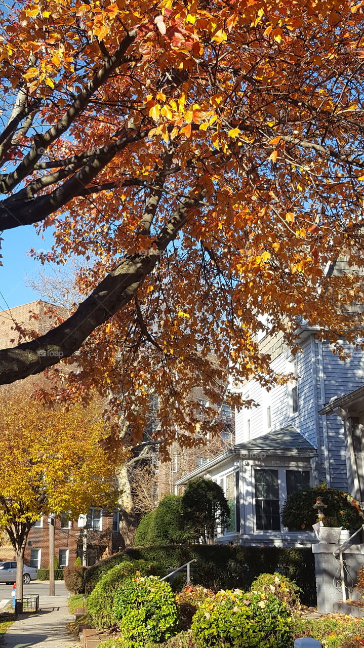 Autumn lights and foliage