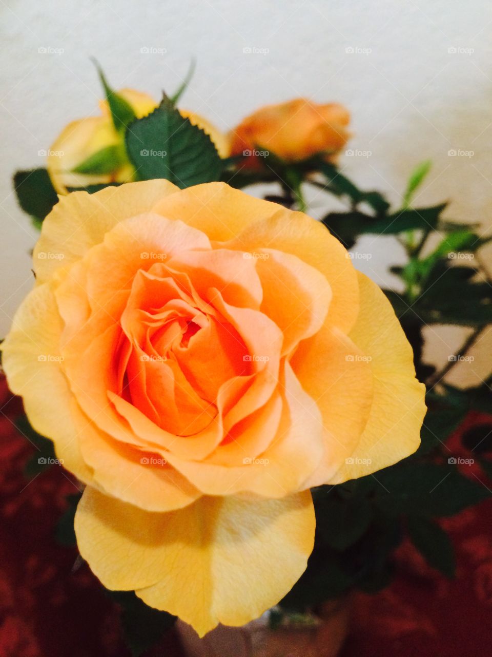 Pale orange roses 