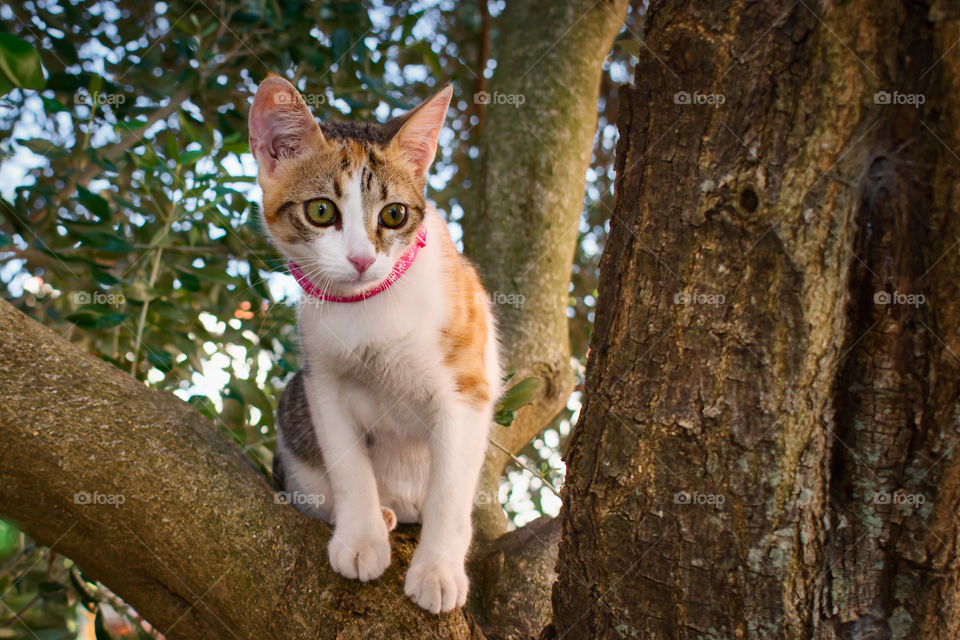 Funny pink collar cat